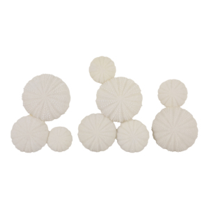 Decorative Sea Urchin Wall Decor Modern Accent For Entryway Or Office Ornamental Wall <b>Hanging</b> Natural <b>White</b> Round Shapes - Product Image 1