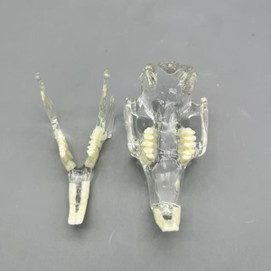 Thú y Pet thỏ giải phẫu mô hình bằng miệng Giảng Dạy Trình diễn động vật mô phỏng răng khuôn y tế khoa học Mô Hình Bộ Xương - Product Image 3