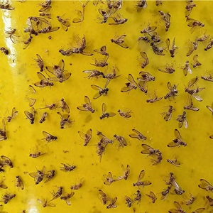Rotolo di Nastro Adesivo per Insetti Volanti, Ecologico, Impermeabile, per il Controllo dei Parassiti in Agricoltura, Biadesivo, per Vespe e Insetti Volanti - Product Image 6