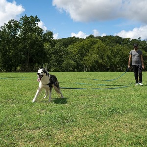 Laisse pour chien en polypropylène 3M 6M 10M 20M Corde de promenade extra longue pour animaux de compagnie - Product Image 4
