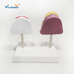 Maniquí <span class=keywords><strong>de</strong></span> PVC Ecológico para Demostración <span class=keywords><strong>de</strong></span> Dientes Saludables con Manchas <span class=keywords><strong>de</strong></span> Tabaco, para Estomatología, Higiene Bucal, Enseñanza en Laboratorio, E/ISO/ROHS/CNAS - Product Image 3