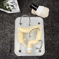Organes coliques de simulation souple pour la formation en coloscopie, conformes CE/ISO