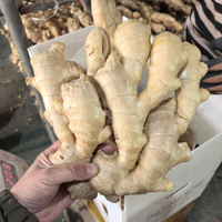 Racine de gingembre frais de qualité supérieure, gingembre éléphant en gros pour assaisonnement alimentaire et exportation directe de l'usine chinoise