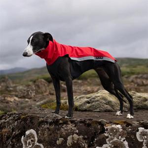 Qiqu Pet Supplies Custom New Designer Whippet Softshell Jacket Jumper pour Greyhound <span class=keywords><strong>Saluki</strong></span> Lurcher Italian Greyhound Avec fermeture éclair - Product Image 2