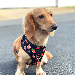 طقم لجام الكلب من الفلفل الحار اللطيف قابل للتعديل مع صلصات ساخنة لجام الحيوانات الأليفة مع المقود والياقة والبندانا والربطة وحامل أكياس البراز - Product Image 3