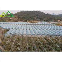 Hotsales grote multi-span PE enkellaags polyfolie kas voor commerciële tomaten- en aardbeienteelt