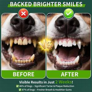 Probiótico en Polvo para Mascotas ODM/OEM, Suplemento para la Salud Digestiva de Perros y Gatos, Favorece la Salud Dental - Product Image 2