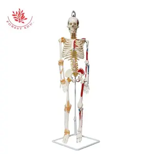 FRT011 kerangka manusia plastik gaya gantung dengan setengah otot tubuh dan ligamen medis Model anatomi akar tulang belakang