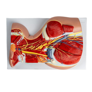 首の深い筋肉 & 神経血管の解剖学モデル-医療教育援助 - Product Image 6