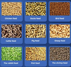 Macchina ad Alta Efficienza per la Produzione di Mangimi in Pellet a Diesel con Stampo per Piccoli Laboratori di Lavorazione Mangimi per Pesci - Product Image 4