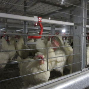 Özelleştirilmiş boyutu ucuz endüstriyel tabaka tavuk kümesi - Product Image 2