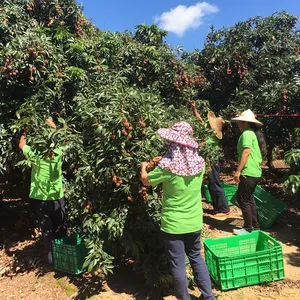 Lícies frescas doces chinesas Lichi Litchi Lichi Fruta fresca (Folha preta)