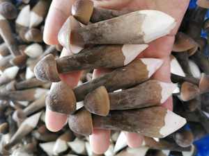 DETAN HORECA utilisant l'usine cultivée stable fournissant des <span class=keywords><strong>champignons</strong></span> de châtaigne royale frais chinois comestibles de haute qualité - Product Image 3