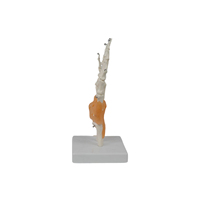Modelo de Enseñanza Médica DARHMMY, Material PVC, Modelo de Esqueleto Humano, Modelo Funcional de Articulación de Mano BOU/A108L para Entrenamiento de Estudiantes