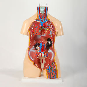 Медицинская модель тела человека 85 см, унисекс, с внутренними органами, анатомическая модель туловища - Product Image 4
