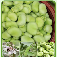 Venta al por mayor OEM: Snack de alimento de judías fritas mixtas con sabor a ajo y cilantro, y guisantes y judías verdes.