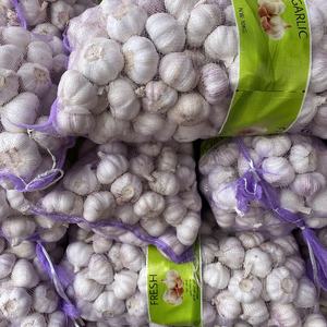 Proveedor de Fábrica de Origen Chino, Venta al por Mayor de Ajo Fresco, Exportación a Yemen, Calidad Normal, Ajo Blanco - Product Image 4