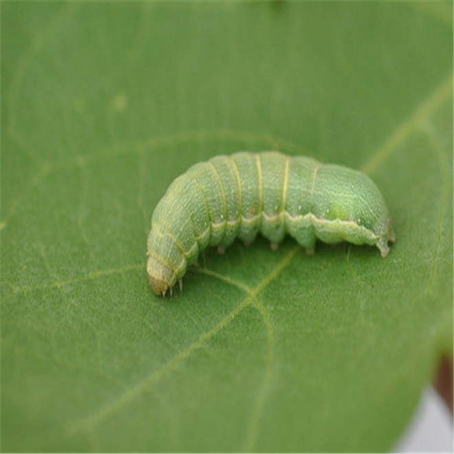 Смачиваемый порошок инсектицид dursban vertimec био ПЕСТИЦИД