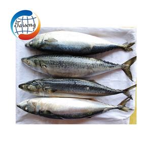 Venta al por mayor 10kg Cartón <span class=keywords><strong>Ozen</strong></span> Caballa del Pacífico 300/500 Piezas Caballa entera Pescado SCOMBER JAPONICUS 200-250g - Product Image 4
