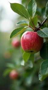 เกสร<span class=keywords><strong>แอ</strong></span><span class=keywords><strong>ป</strong></span><span class=keywords><strong>เปิ้</strong></span><span class=keywords><strong>ล</strong></span>แท้จากธรรมชาติ ขายดีจากโรงงาน ความบริสุทธิ์สูง <span class=keywords><strong>ป</strong></span>ระสิทธิภาพสูง <span class=keywords><strong>ล</strong></span>ดราคาสำหรับการสั่งซื้อจำนวนมาก - Product Image 6