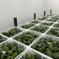 Paniers pliants en plastique fournis par le fabricant Boîte d'emballage d'avocat Caisses d'expédition Conteneur d'emballage de fruits