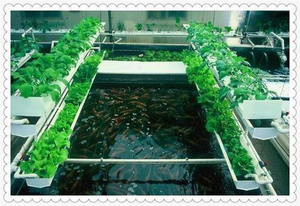 ระบบเพาะเลี้ยงสัตว์น้ำและพืชแบบผสมผสานของบริษัทเจียเป่ย  ถังระบบอะควาโปนิกส์ในโรงเรือนปลูกพืชไร้ดิน ระบบปลูกอะควาโปนิกส์ - Product Image 6