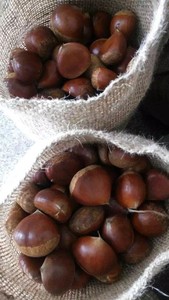 Castañas de Bajo Precio, Snacks y Galletas de Alta Calidad, Nueces de Grado de Exportación - Product Image 5