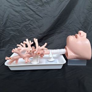 KyrenMed broncoscopia simulatore di allenamento Bronchi albero bronchiale modello bronco 4 con bocca orale vassoio e supporto colore della pelle - Product Image 3