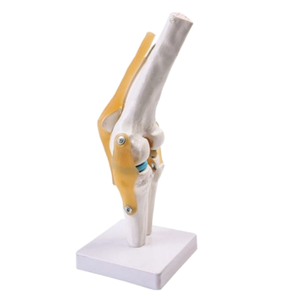 Modelo Anatómico Funcional de Rodilla Humana <span class=keywords><strong>con</strong></span> Ligamentos para Demostración en Enseñanza Médica - Product Image 1