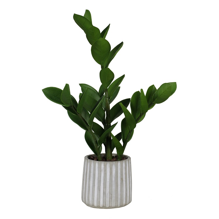 large monstera pot Monstera Deliciosa