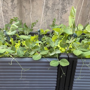 Clip di Fissaggio a Muro Verdi per Orticoltura, per Vasi di Fiori e Piante, Ideali per la Coltivazione - Product Image 6