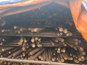 Cannes en bambou personnalisées | Usine directe du Vietnam | Traité pour une utilisation en pépinière - Product Image 5