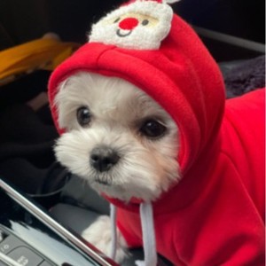 Sudadera con capucha para perros y gatos, estilo árbol verde de Papá Noel, poliéster rojo y verde, ropa de invierno bonita con capucha para perros medianos - Product Image 4