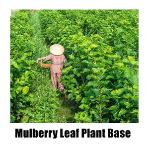 OEM के प्राकृतिक ग्राहक लोगो सफेद शहतूत की पत्ती चाय शहतूत पत्तियां चाय के साथ निजी लेबल - Product Image 6