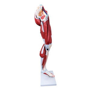 แบบจำลอง<span class=keywords><strong>ขา</strong></span>มนุษย์ขนาดเท่าของจริงสำหรับวิทยาศาสตร์การแพทย์ พร้อมกล้ามเนื้อ กระดูก แบบจำลองกายวิภาค<span class=keywords><strong>ขา</strong></span> แบบจำลองการผ่าตัดขา 13 ชิ้นส่วน - Product Image 4
