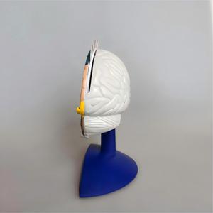 Modelo Anatómico del Funcionamiento del Cerebro Humano con Tarjetas Educativas - Modelo de Enseñanza de Regiones Cerebrales y Convulsiones para Educación Médica - Product Image 2