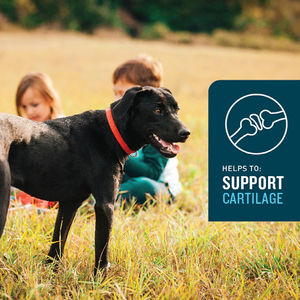 กลูโคซามีนและโคนโดรอิตินสําหรับสะโพกและข้อต่อสนับสนุนลําไส้และสุขภาพภูมิคุ้มกันน้ํามันปลาอาหารเสริมสุนัขอาหารเสริมโภชนาการสัตว์เลี้ยง - Product Image 4