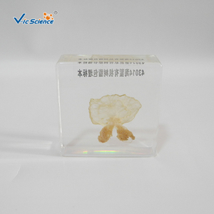 Modèle anatomique de méduse préservée dans du PVC, structure complète pour l'enseignement en classe et l'exposition VIC-SCIENCE - Product Image 3