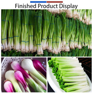 Automatic Green Onion Processing Line Scallion Air Peeling Washing and Ring Cutting <b>Machine</b> Scallion Processing Plant - Product Image 5