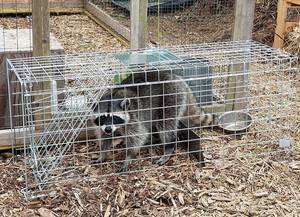 לתפוס שחרור אנושי מלכודת החי כלוב ארנב, המרמיטה, סנאי, דביבון, שומה, גופר, עוף, 24 אינץ - Product Image 2