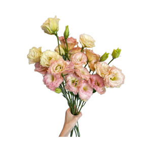 Flores cortadas frescas de <span class=keywords><strong>Campanula</strong></span> de color champán al por mayor - Product Image 6