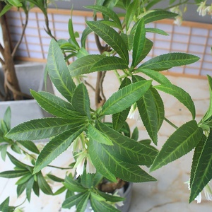 Schefflera de árbol verde <span class=keywords><strong>artificial</strong></span> de lujo, plantas de suelo grandes de plantas artificiales para decoración de ventanas de sala de té de tienda de vestíbulo de Hotel - Product Image 6