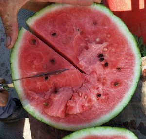 Semi di Anguria Interi Naturali di Alta Qualità, Salati e Fragranti, Origine Cina - Product Image 2