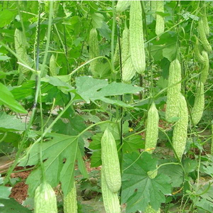 ผงมะระขี้นกแห้ง,ผงมะระขี้นก - Product Image 4