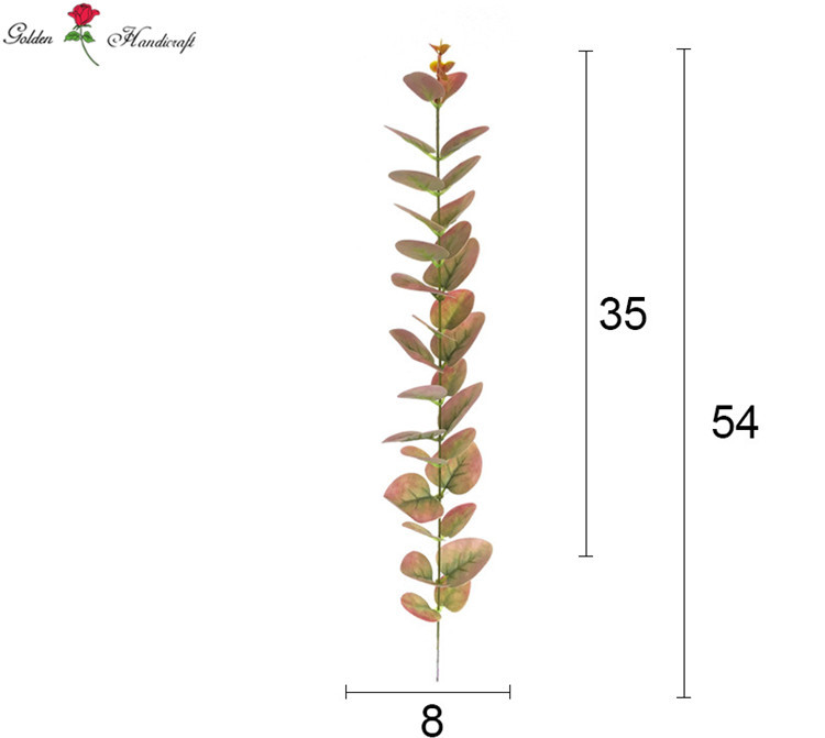 ยูคาลิปตัส6