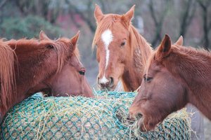 Red de Heno de Alimentación Lenta para Caballos, Bolsa de Heno de Cuerda de <span class=keywords><strong>Poli</strong></span>éster de Alta Resistencia, Reduce el Desperdicio, Comedero Equino para Pasto y Establos - Product Image 2