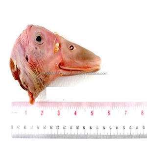 Cabeza de pato congelado Distribuidor - Product Image 3