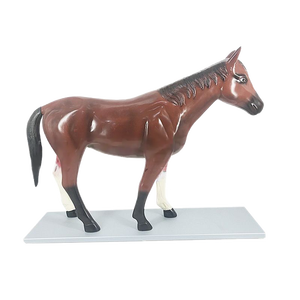Modèle anatomique de cheval Modèle anatomique animal Modèle médical d'anatomie de cheval en plastique - Product Image 3