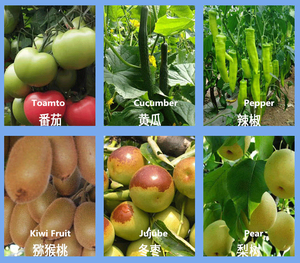 Oxine-cobre 33.5% SC <span class=keywords><strong>Fungicida</strong></span> Agrícola de Cobre para Enfermedades Bacterianas de Frutas Cítricas: Canker, Downy Mildew, Antracnosis - Product Image 3