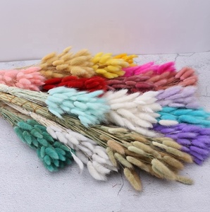 Fourniture d'usine Prix attractif Queue de lapin Herbe Bundle Fleur séchée Diverses couleurs <span class=keywords><strong>Lagurus</strong></span> Ovatus Queue de lapin Herbe - Product Image 1
